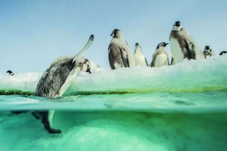 La marcia dei pinguini - Il richiamo: una suggestiva immagine del documentario di Jacquet