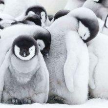 La marcia dei pinguini - Il richiamo: un momento del documentario