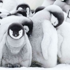 La marcia dei pinguini - Il richiamo: un momento del documentario