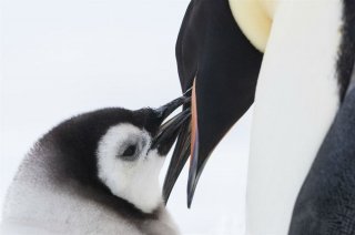 La marcia dei pinguini - Il richiamo: un momento del documentario di Jacquet