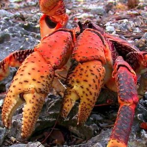 Aldabra - C'era una volta un'isola: un'immagine del documentario