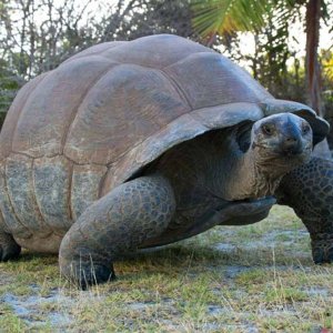 Aldabra - C'era una volta un'isola: una gigantesca tartaruga in una scena del documentario
