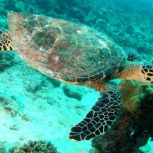 Aldabra - C'era una volta un'isola: un'immagine subacquea del documentario