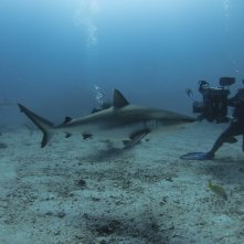 Aldabra - C'era una volta un'isola: un'immagine della realizzazione del documentario