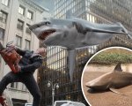 Sharknado diventa realtà: in Australia piove uno squalo dal cielo dopo il ciclone (VIDEO)