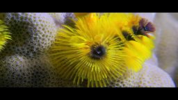 Wonders of the Sea - Promo Reel