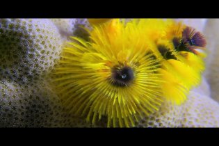 Wonders of the Sea - Promo Reel