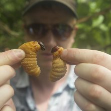 Bugs: una scena del documentario