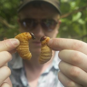 Bugs: una scena del documentario