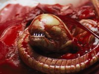 Alien, diventare uno xenomorfo è possibile, secondo un senatore repubblicano: tutta colpa dei gamberetti