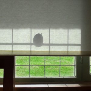 24 Frames: un'immagine del film