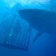 47 metri: In trappola tra gli squali