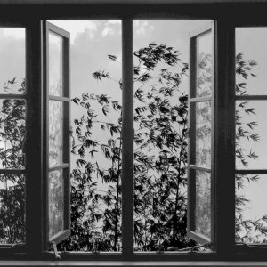 24 Frames - una scena del film di Kiarostami