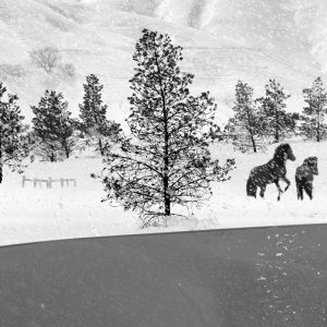 24 Frames - una scena dell'ultimo film di Kiarostami