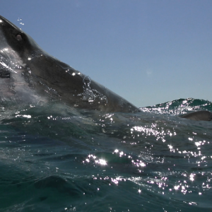 Open Water 3: un'immagine tratta dal film