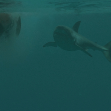 Open Water 3: un'immagine del film