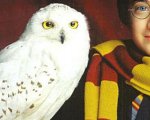 Harry Potter: Le civette dell'Indonesia stanno sparendo per colpa della saga
