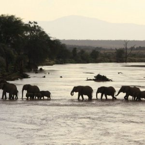 Ivory. A Crime Story: un'immagine tratta dal documentario