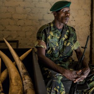 Ivory. A Crime Story: un momento del documentario