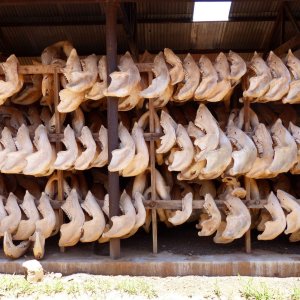 Ivory. A Crime Story: un'immagine del documentario
