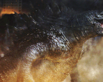Godzilla: King of the Monsters, Michael Dougherty svela una nuova foto del mostro