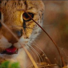 Earth: Un giorno straordinario, una scena del documentario dedicato alla Terra