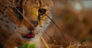 Earth: Un giorno straordinario, una scena del documentario dedicato alla Terra