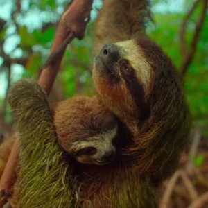 Earth: Un giorno straordinario, una scena del documentario