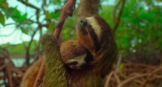 Earth: Un giorno straordinario, una scena del documentario