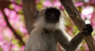 Earth: Un giorno straordinario, un momento del documentario dedicato alla Terra