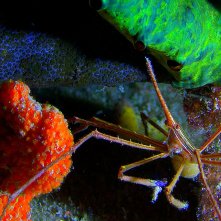 Le meraviglie del mare: un momento del documentario