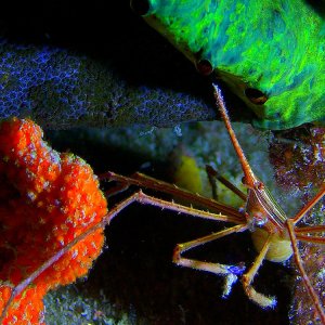 Le meraviglie del mare: un momento del documentario