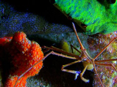 Le meraviglie del mare: un momento del documentario