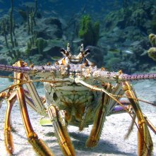 Le meraviglie del mare: un'immagine tratta dal documentario