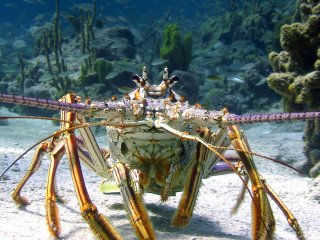 Le meraviglie del mare: un'immagine tratta dal documentario