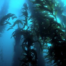 Le meraviglie del mare: un'immagine del documentario