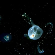 Le meraviglie del mare: una suggestiva immagine del documentario