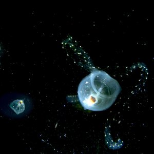 Le meraviglie del mare: una suggestiva immagine del documentario