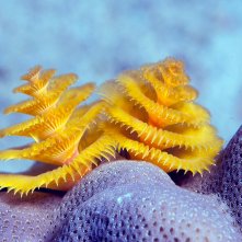 Le meraviglie del mare: una scena del documentario