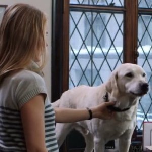 Una scena di Mozart, un cane per due