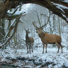 On Body and Soul: una scena del film