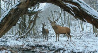 On Body and Soul: una scena del film