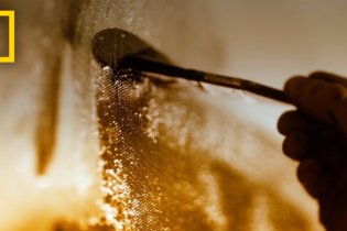 Genius: Picasso - Trailer 