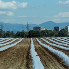 The Harvest: un'immagine tratta dal documentario di Andrea Paco Mariani