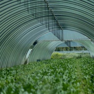 The Harvest: un'immagine del documentario di Andrea Paco Mariani