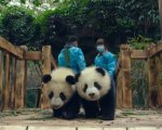 Pandas: l'adorabile trailer del documentario realizzato in IMAX