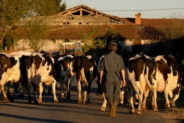 Petit Paysan - Un eroe singolare: Swann Arlaud in una scena del film