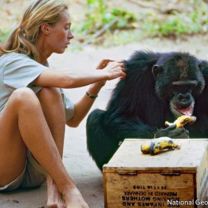 Una foto di Jane Goodall