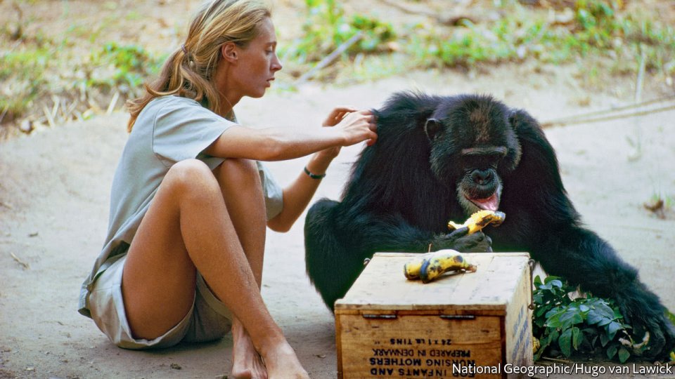 Una foto di Jane Goodall