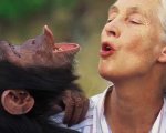 Jane Goodall, stasera su Nat Geo il documentario sulla 'signora delle scimmie'